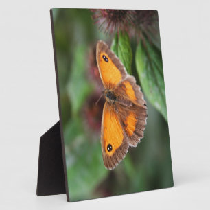 Plaque Photo Papillon