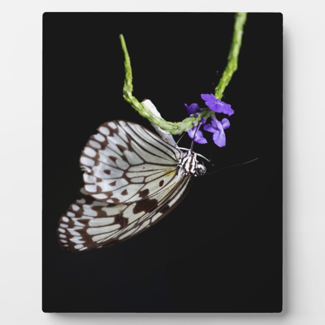 Plaque Photo Papillon (Devant)