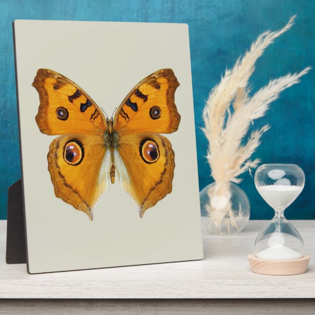 Plaque Photo Papillon Argus de prairie (Côté)