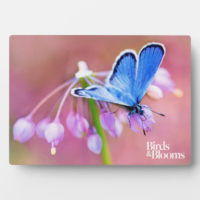 Plaque Photo Papillon Azure (Devant)