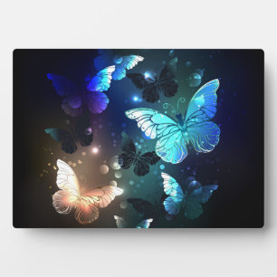 Plaque Photo Papillon de nuit