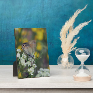 Plaque Photo Papillon Skipper sur une fleur