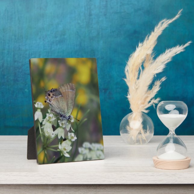 Plaque Photo Papillon Skipper sur une fleur (Côté)