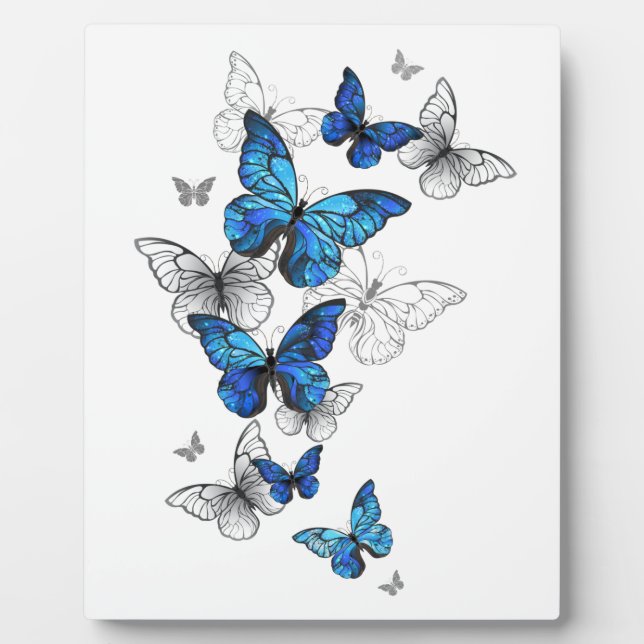 Plaque Photo Papillons volants bleus Morpho (Devant)