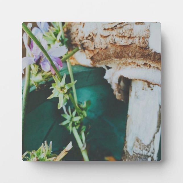 Plaque Photo Parasol mushroom, Swedish Archipelago, Sweden (Devant)