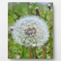 Parfaite dent-de-lion – Photographie botanique mac