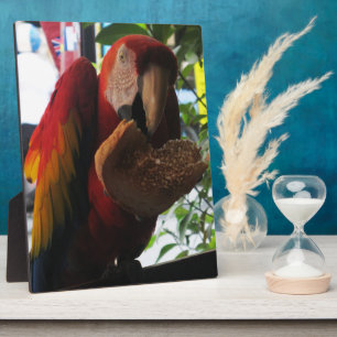 Plaque Photo Parrot Macaw Scarlet Manger Toast