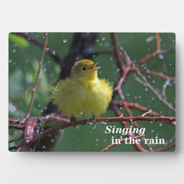 Plaque Photo Paruline (Devant)