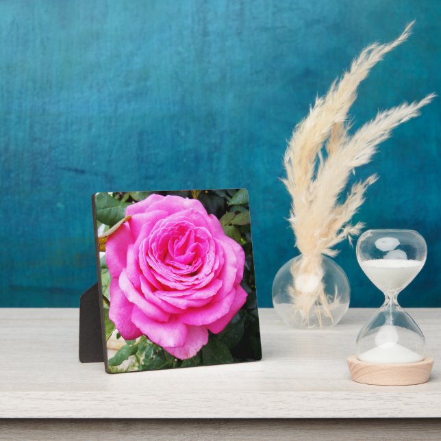 Plaque Photo Passion rose, (Insitu)