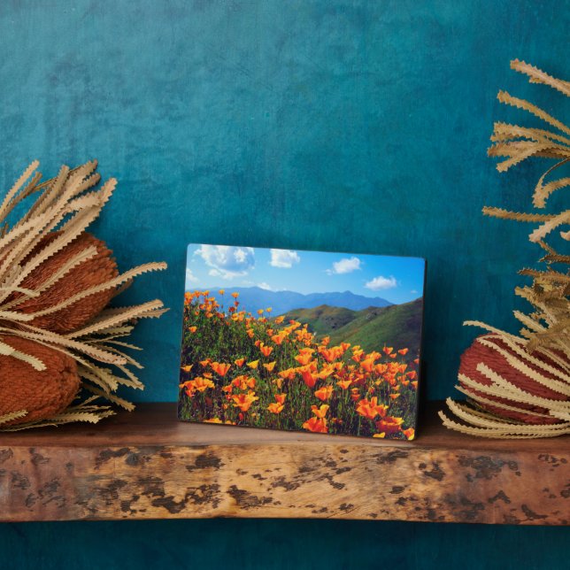 Plaque Photo Pavots de Californie recouvrant un versant de coll (Côté)