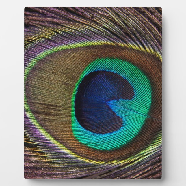 Plaque Photo peacock feather (Devant)