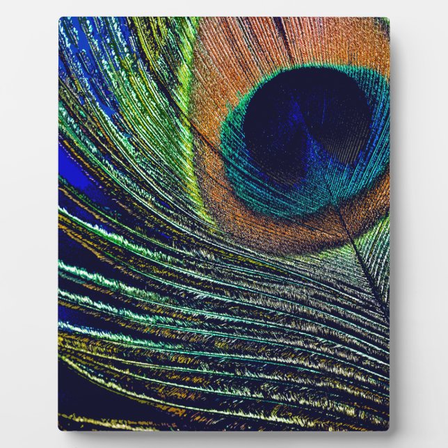 Plaque Photo Peacocok Feather (Devant)
