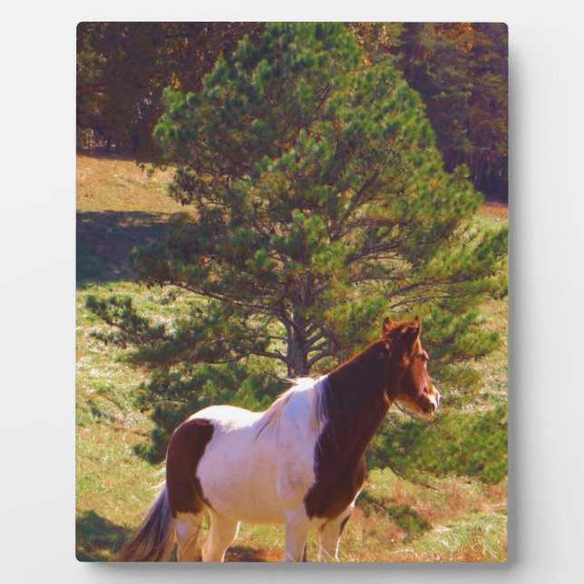 Plaque Photo Peint Poney par le pin (Devant)