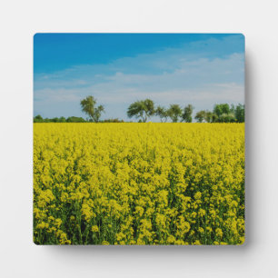 Plaque Photo Peinture du champ de fleurs jaunes