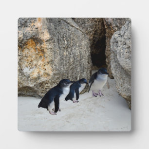 Plaque Photo Penguin Beach House,