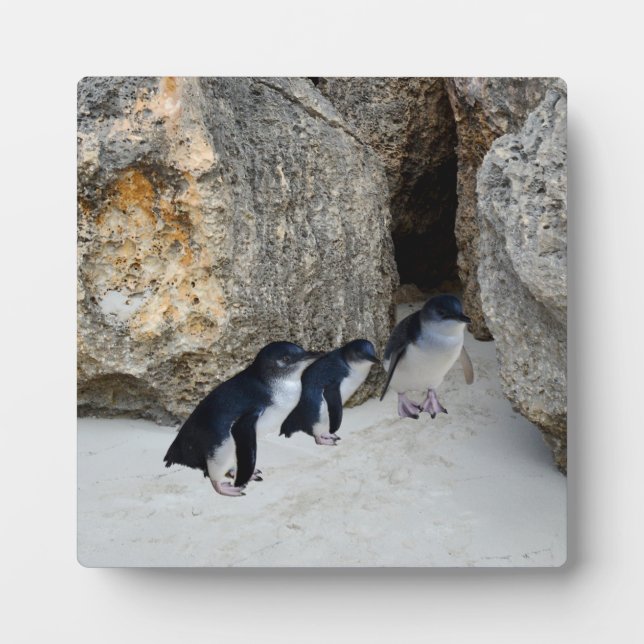 Plaque Photo Penguin Beach House, (Devant)