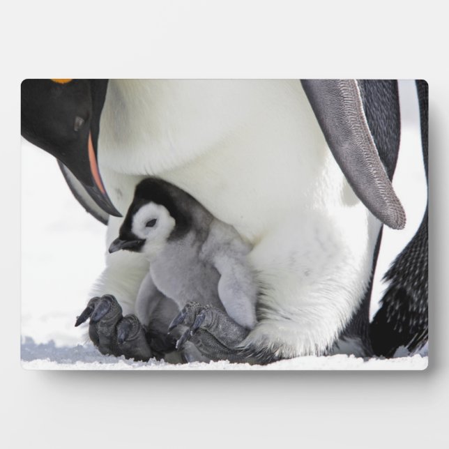 Plaque Photo Penguin | Île de Snow Hill (Devant)