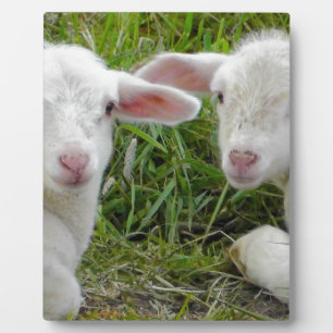 Plaque Photo Pensée animale de bébé jumeau d'agneau à vous
