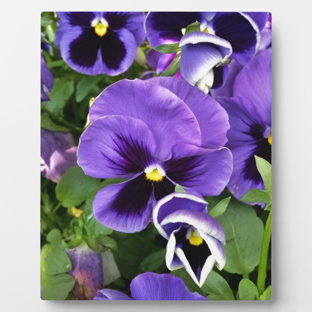 Plaque Photo pensées violettes (Devant)