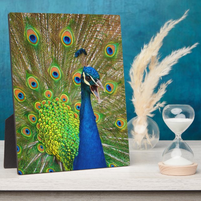 Plaque Photo Perfect Peacock Plumage (Côté)