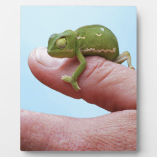 Plaque Photo Perspective des caméléons de bébé