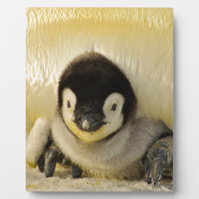 Plaque Photo Petit pingouin (Devant)
