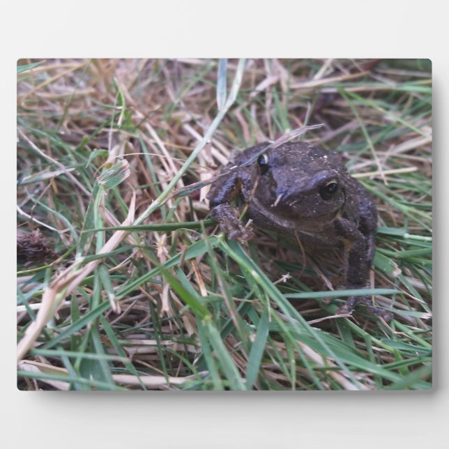 Plaque Photo Petite grenouille (Devant)