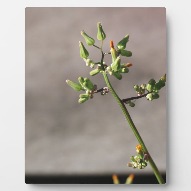 Plaque Photo Petits boutons de fleurs (Devant)
