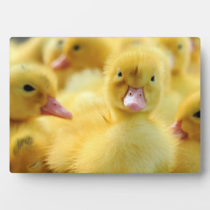 Plaque Photo Petits canards