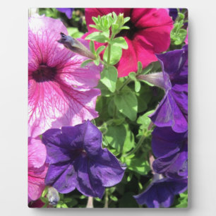 Plaque Photo Petunias colorées