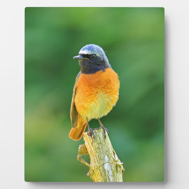 Plaque Photo phoenicurus ochrurus (Devant)