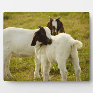 Plaque Photo Photo de chèvre Boer dans un pâturage herbeux