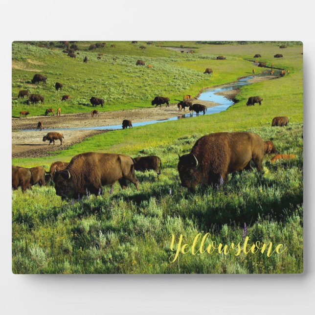 Plaque Photo Photo Plaque-Buffles de Yellowstone (Devant)