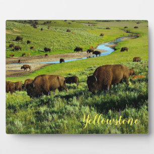 Plaque Photo Photo Plaque-Yellowstone Buffalo