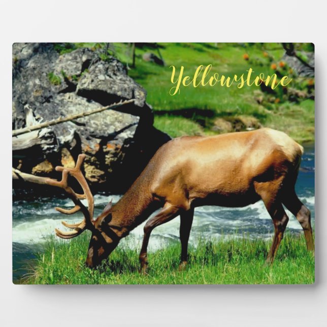 Plaque Photo Photo Plaque-Yellowstone Elk (Devant)