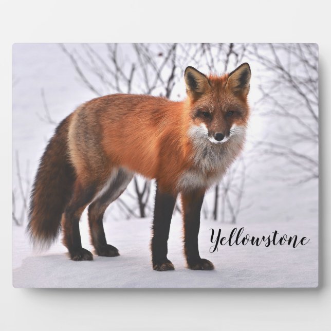 Plaque Photo Photo Plaque-Yellowstone Red Fox (Devant)