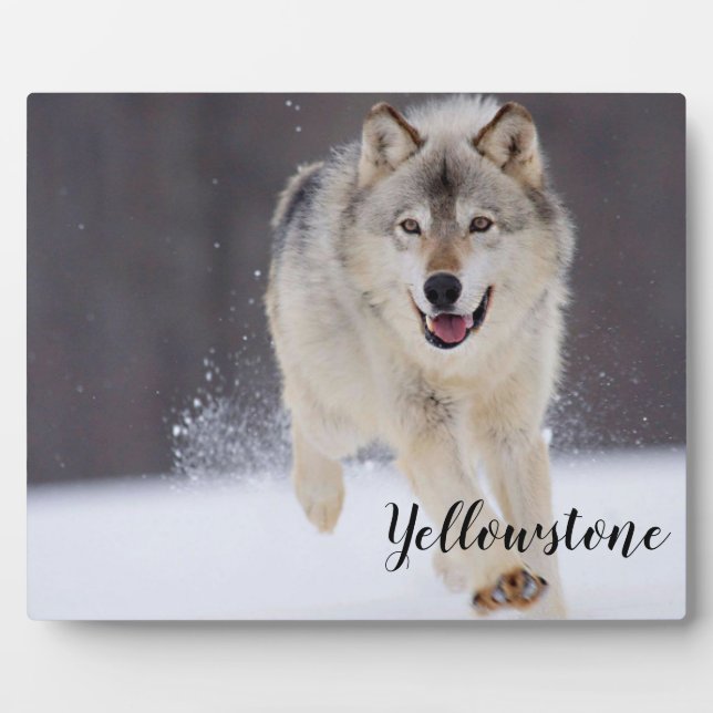 Plaque Photo Photo Plaque-Yellowstone Wolf (Devant)