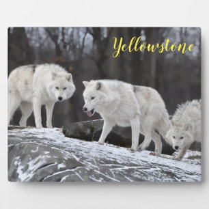 Plaque Photo Photo Plaque-Yellowstone Wolves