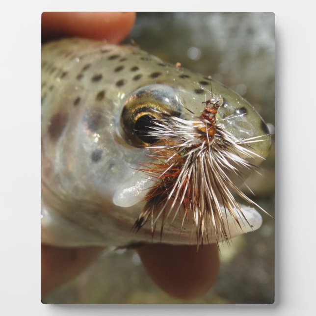 Plaque Photo Photo Rainbow Trump (Devant)