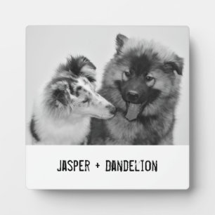 Plaque Photo Photo simple, moderne personnalisée pour animaux d