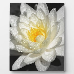 Plaque Photo Photo White Water Lily