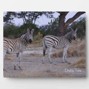 Plaque Photo Photo Zebra Double Take