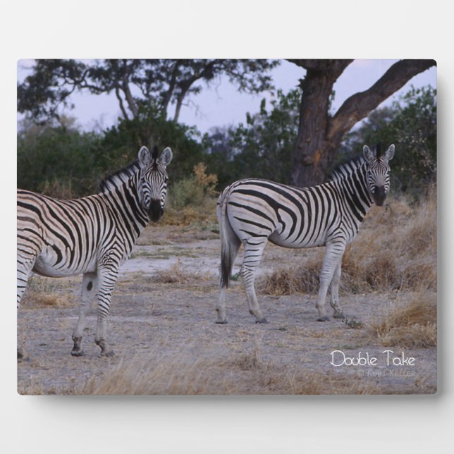 Plaque Photo Photo Zebra Double Take (Devant)