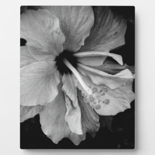 Plaque Photo Photographie de fleur d'Hibiscus