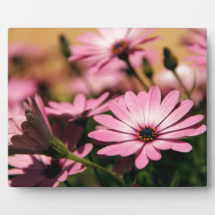 Plaque Photo Photographie de Marguerite Africaine Violette