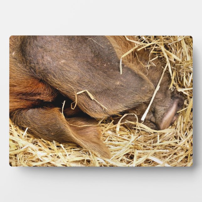 PLAQUE PHOTO PIÈCES (Devant)