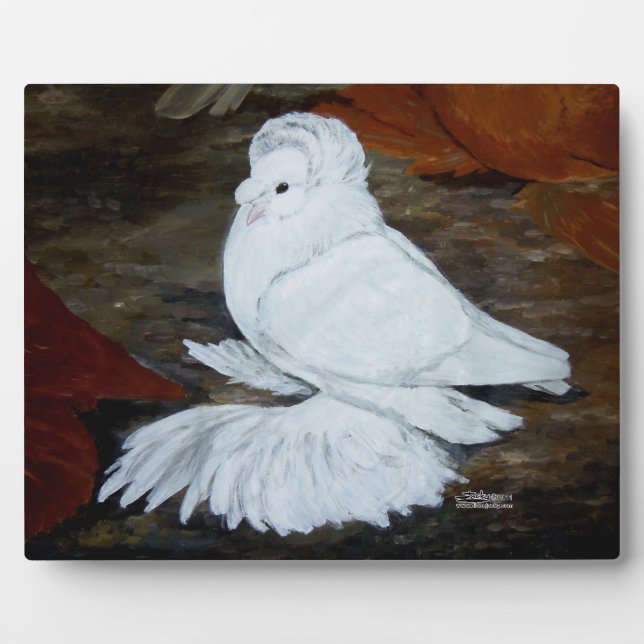 Plaque Photo Pigeon trompette anglais blanc (Devant)