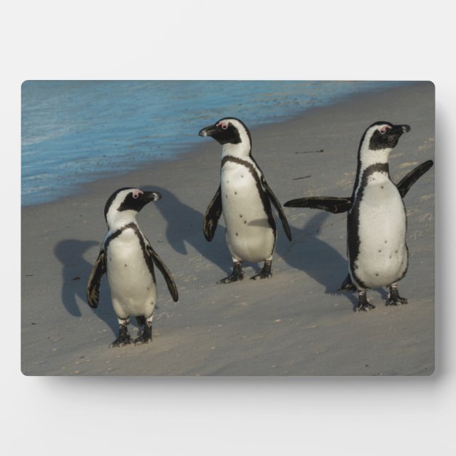 Plaque Photo Pingouins africains | Spheniscus Demersus (Devant)