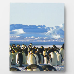Plaque Photo Pingouins empereurs