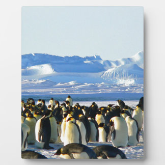 Plaque Photo Pingouins empereurs